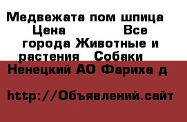 Медвежата пом шпица › Цена ­ 40 000 - Все города Животные и растения » Собаки   . Ненецкий АО,Фариха д.